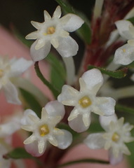 Struthiola dodecandra
