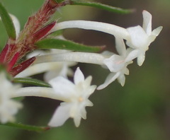 Struthiola dodecandra