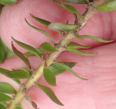 Struthiola dodecandra