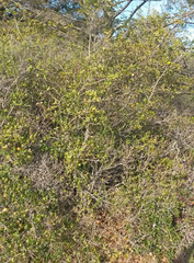 Quercus wislizeni frutescens