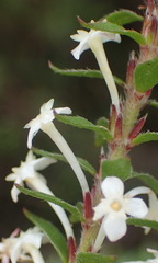 Struthiola dodecandra