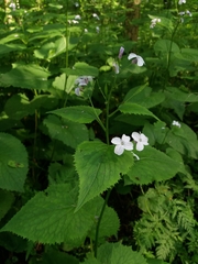 Lunaria rediviva