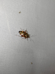 Deraeocoris olivaceus