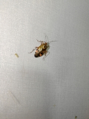 Deraeocoris olivaceus