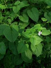 Lunaria rediviva