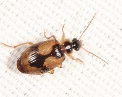 Lebia fuscata