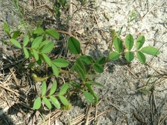 Tephrosia spicata