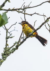 Ramphocelus flammigerus flammigerus