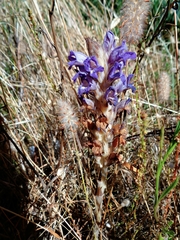 Phelipanche arenaria