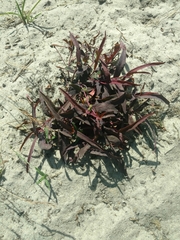 Euphorbia ipecacuanhae