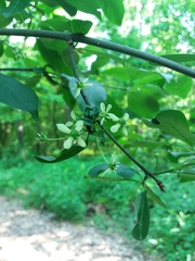 Euonymus europaeus