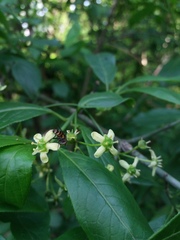 Euonymus europaeus