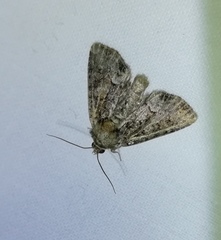 Oligia strigilis