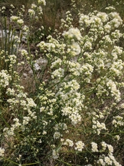 Galium xeroticum