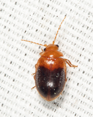 Prionocyphon discoideus