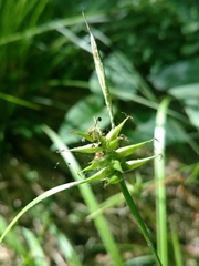 Carex lonchocarpa