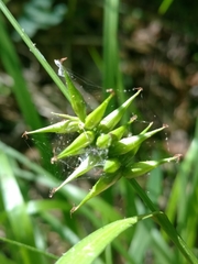 Carex lonchocarpa