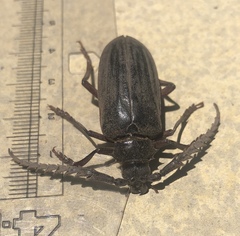 Prionus californicus