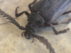 Prionus californicus
