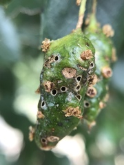 Callirhytis congregata