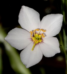 Sabatia grandiflora