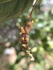 Callirhytis congregata