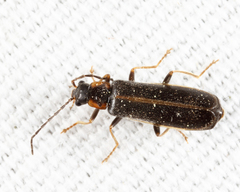 Rhagonycha recta