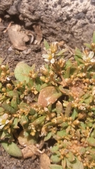 Mollugo verticillata