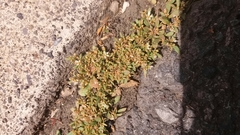 Mollugo verticillata