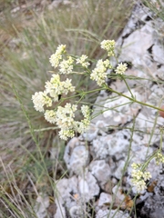 Galium xeroticum