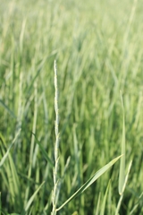 Thinopyrum intermedium intermedium