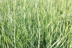 Thinopyrum intermedium intermedium