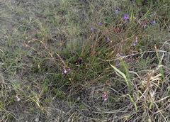 Lobelia tomentosa