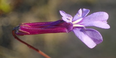 Lobelia tomentosa