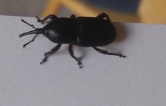 Scyphophorus