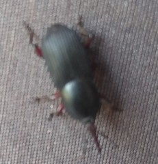 Scyphophorus