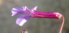 Lobelia tomentosa