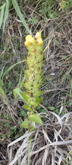 Alectra sessiliflora