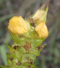 Alectra sessiliflora