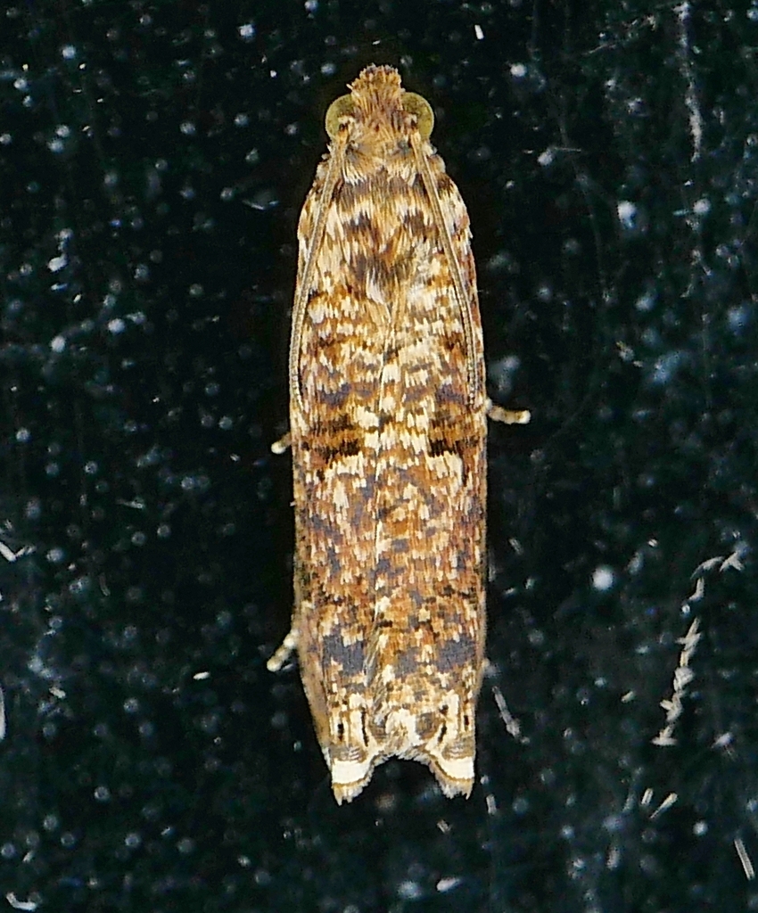 Sumac Leaftier Moth