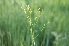 Galium octonarium