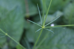 Galium octonarium