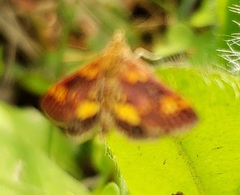 Pyrausta orphisalis
