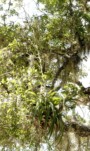 Tillandsia utriculata, photograph 3