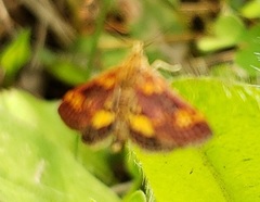 Pyrausta orphisalis