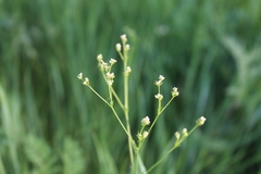 Galium octonarium