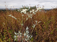 Eriogonum giganteum