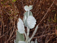 Eriogonum giganteum