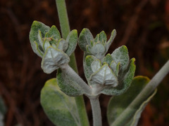Eriogonum giganteum