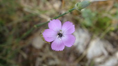 Dianthus caryophyllus